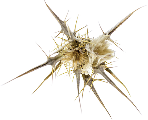 Dry prickly plant on a white background