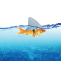 Red Fish  as shark