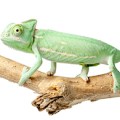 Greenish chameleon on branch isolated on white background