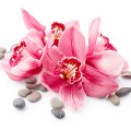 Orchid flowers and stones
