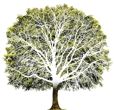 Grne Eiche mit Baumstamm