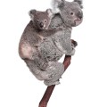 Koala bears climbing tree, in front of white background