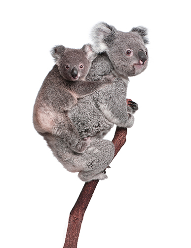 Koala bears climbing tree, in front of white background