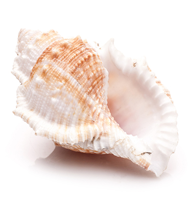 seashell on white