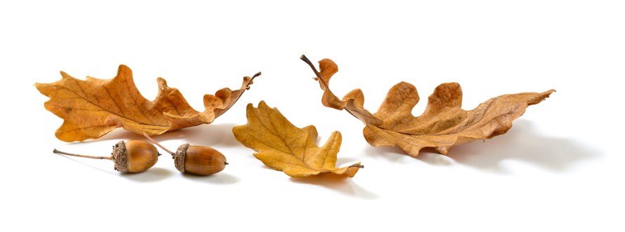 Oak leaves and acorns isolated on white background