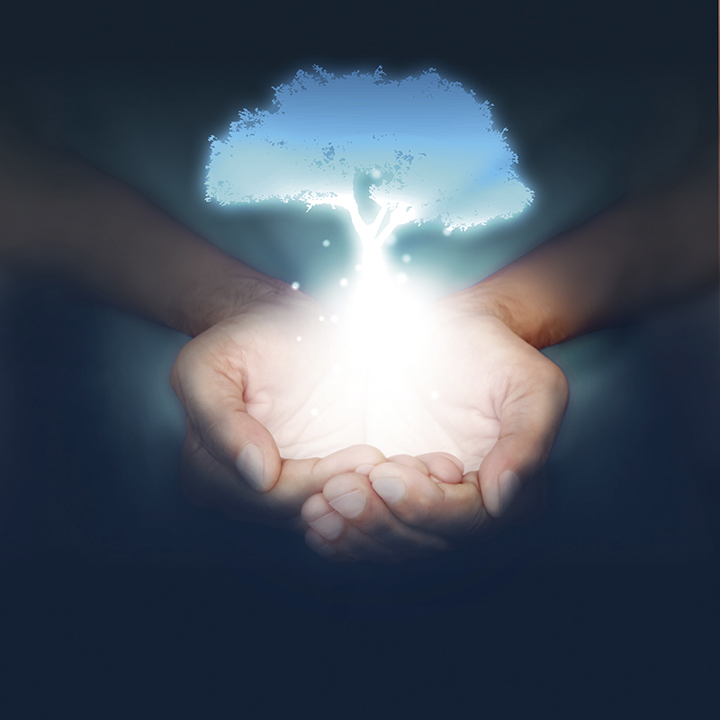 mani, albero, pianta, nascere, nascita