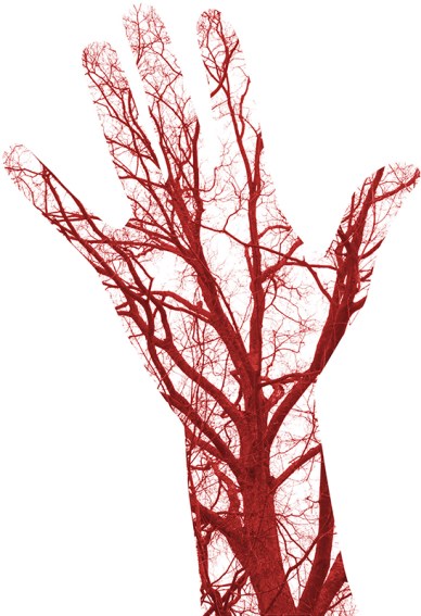 Human Blood Vessels