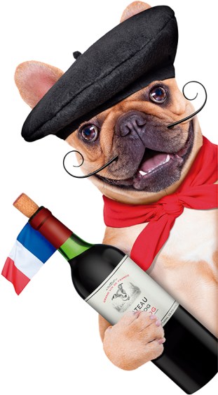 french bulldog with french beret hat, isolated on white backgr