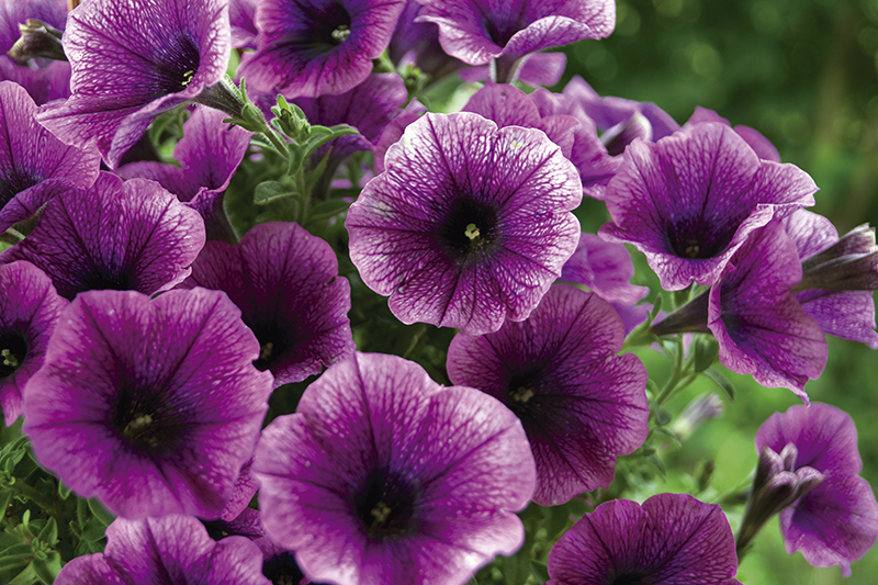 A bed of purple petunias (Petunia Grandiflora).