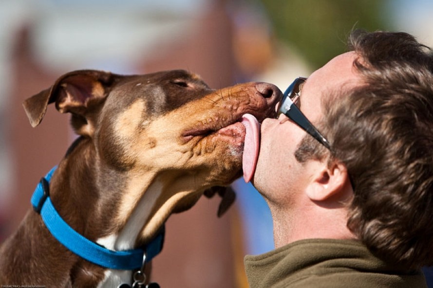 800px-Licking_dog