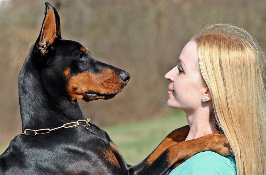 doberman-2289714_960_720.jpg