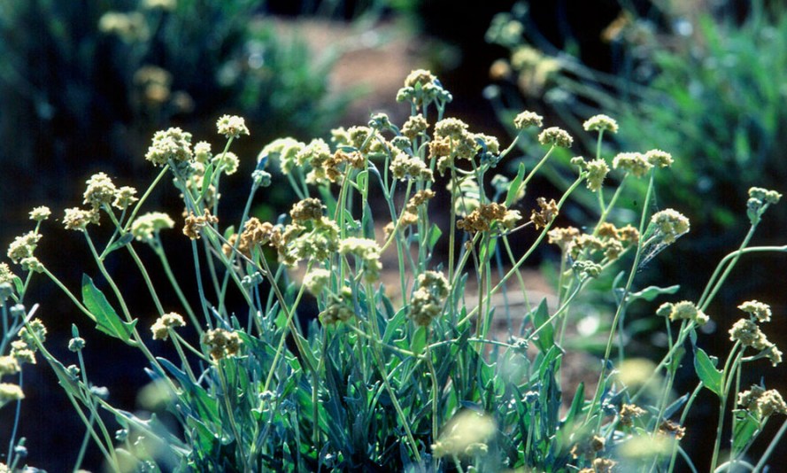 guayule